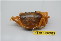 藏品(屏東澤蟹)的圖片